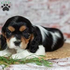 Heidi, Cavalier King Charles Spaniel Puppy